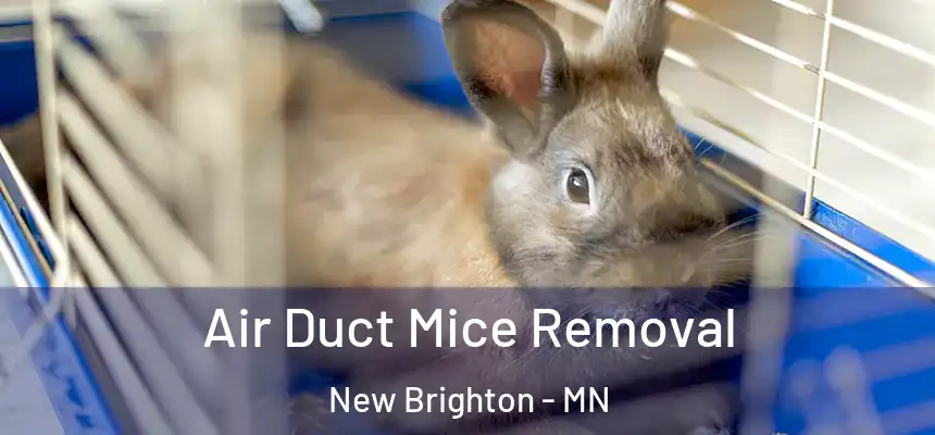 Air Duct Mice Removal New Brighton - MN
